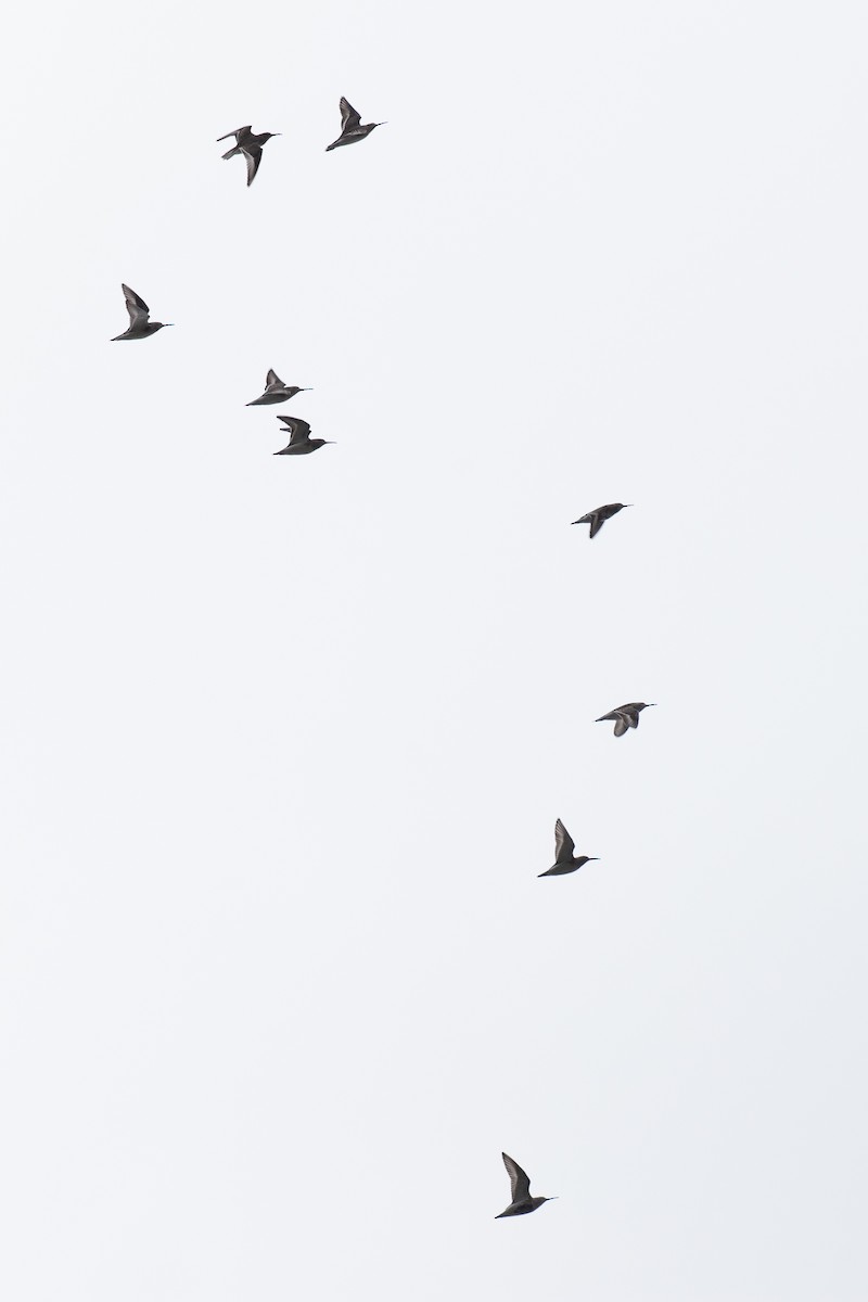 Dunlin - ML645985882