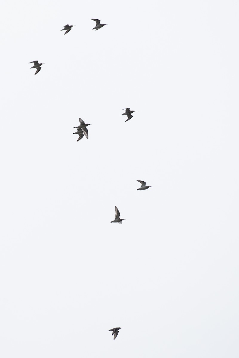 Dunlin - ML645985883