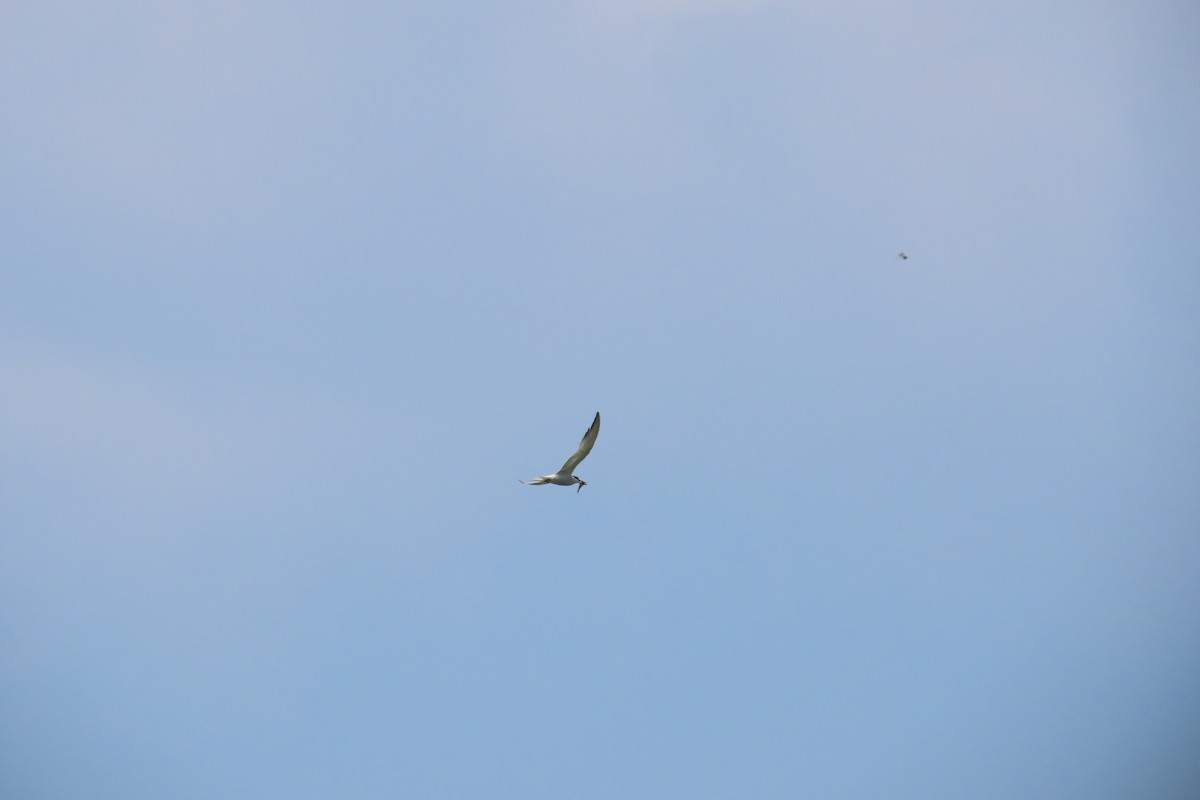 Common Tern - ML645985901