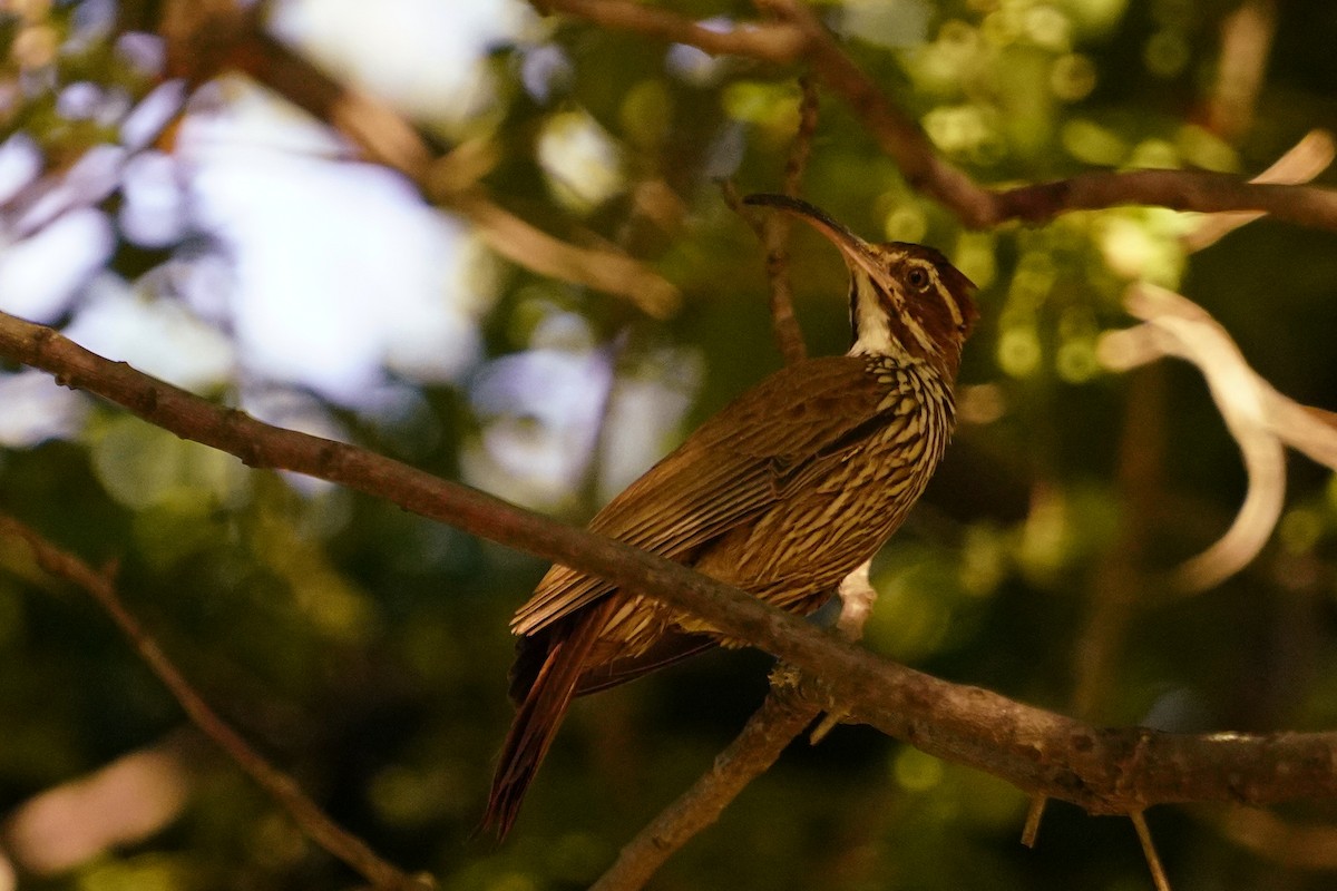 Scimitar-billed Woodcreeper - ML645985903