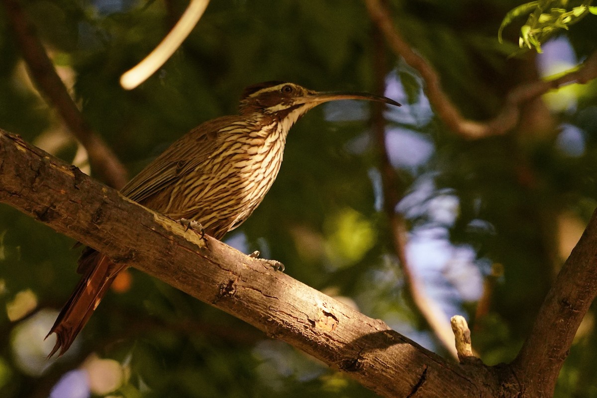 Scimitar-billed Woodcreeper - ML645985904