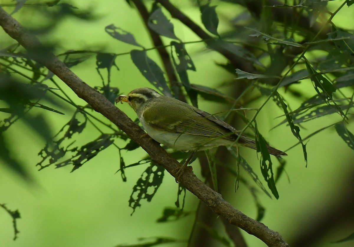 Western Crowned Warbler - ML645985907