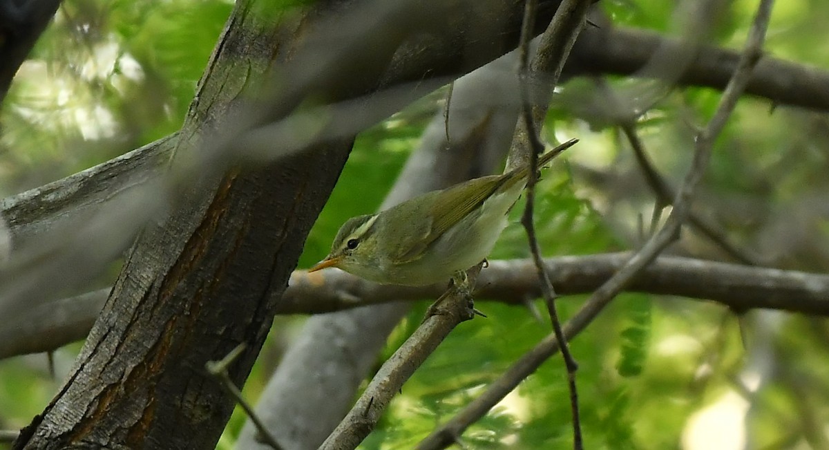 Western Crowned Warbler - ML645985908