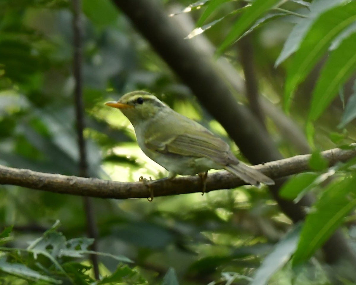 Western Crowned Warbler - ML645985909
