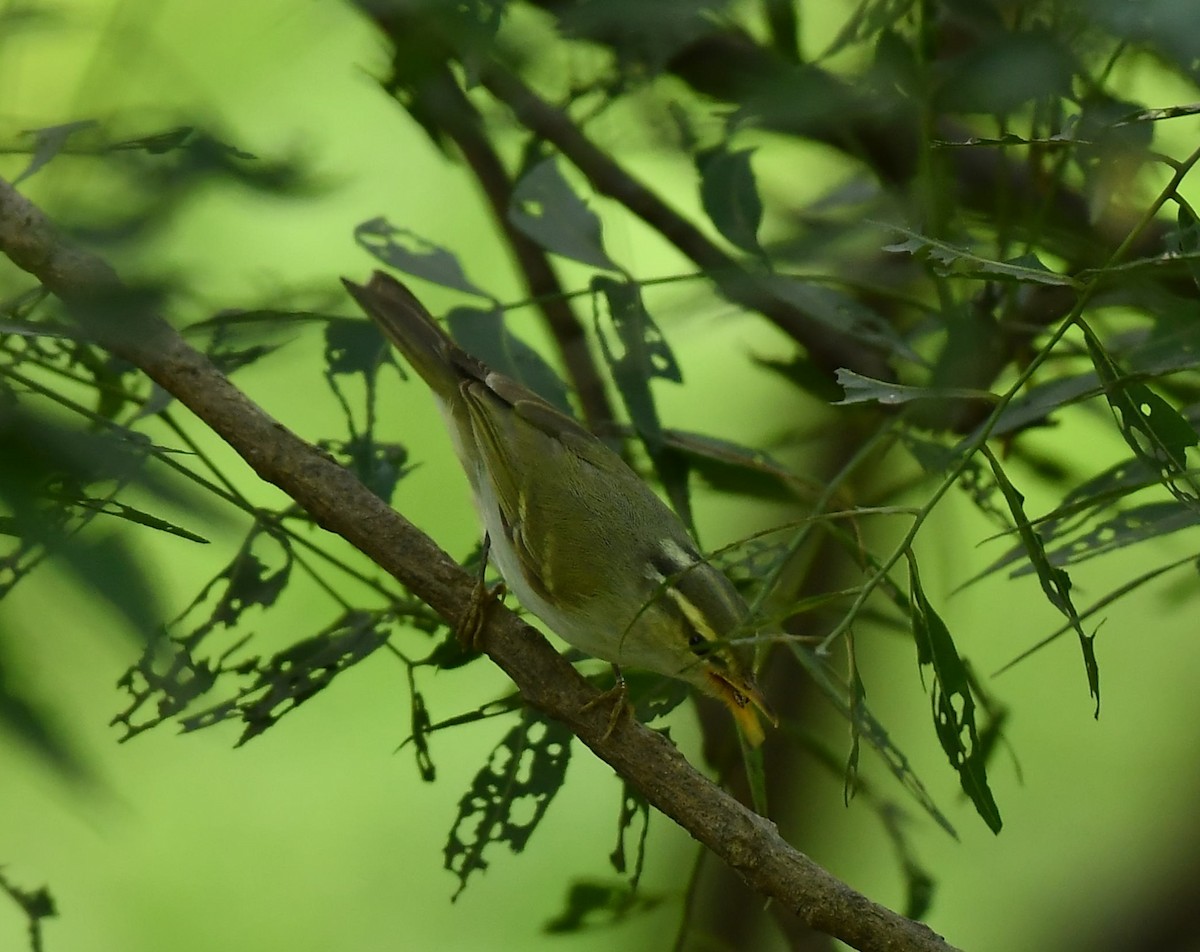 Western Crowned Warbler - ML645985910