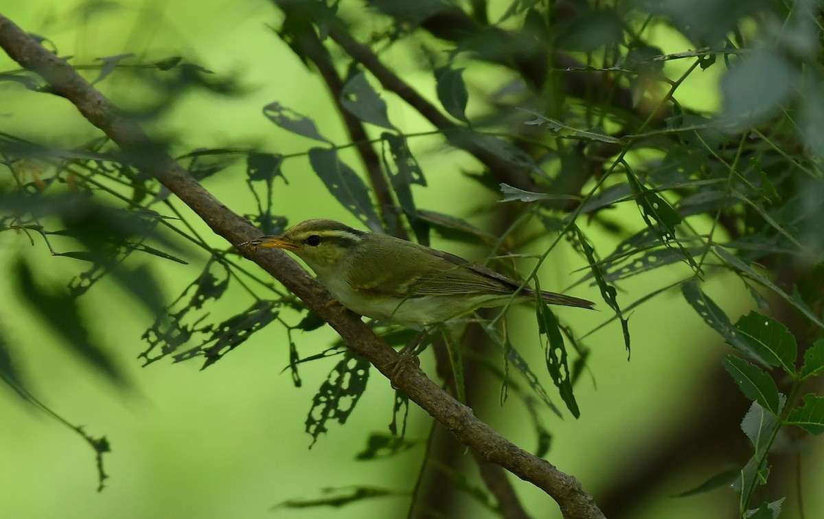 Western Crowned Warbler - ML645985911
