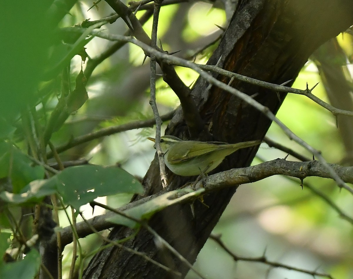 Western Crowned Warbler - ML645985912