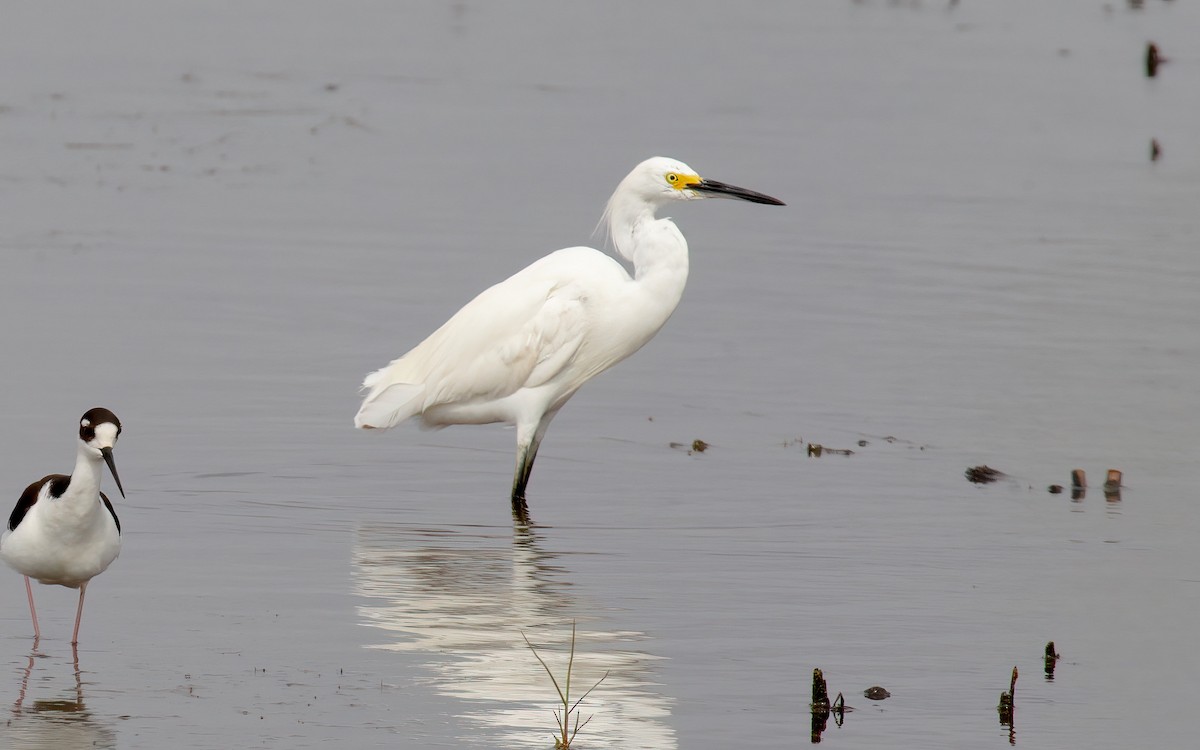 ユキコサギ - ML645985914