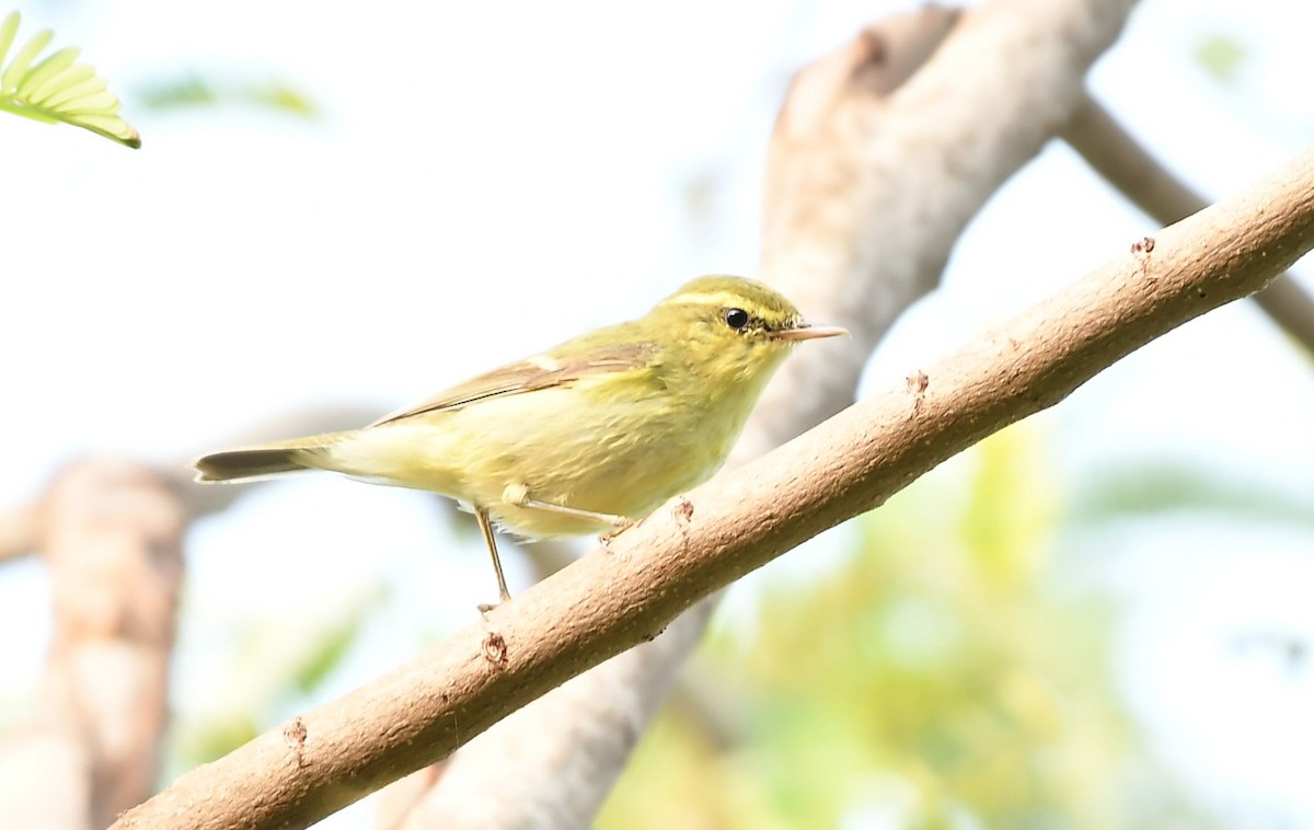 Желтобрюхая пеночка - ML645985916