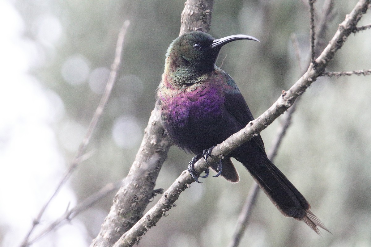 ルビーオナガタイヨウチョウ - ML645985921