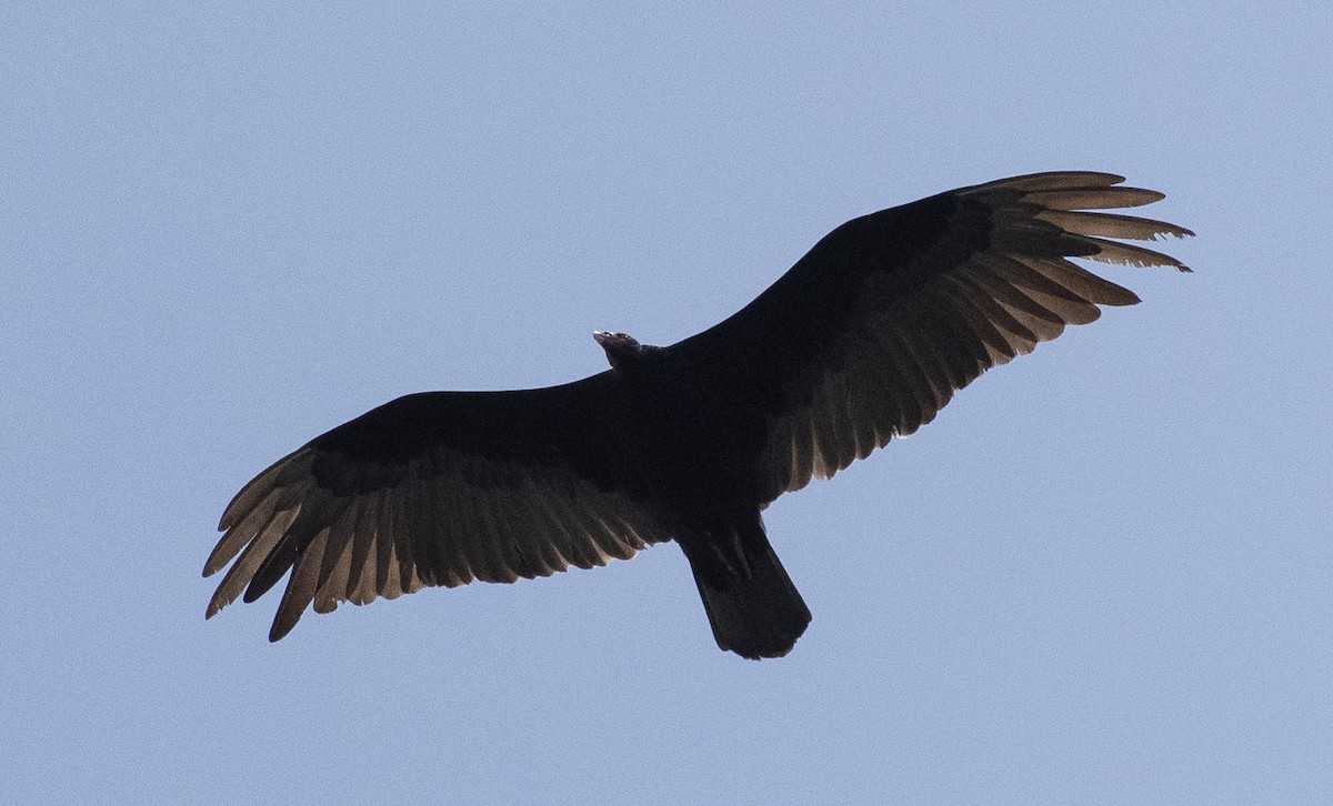 ヒメコンドル（ruficollis） - ML645985924