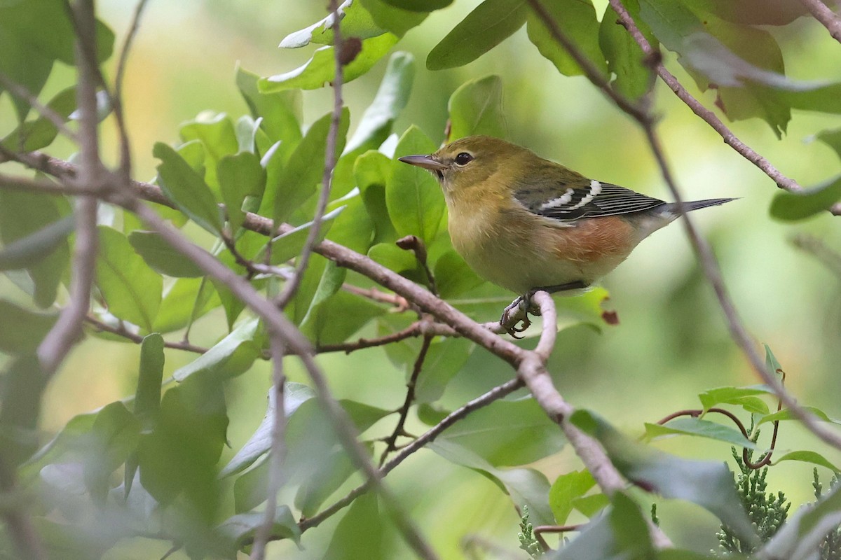 クリイロアメリカムシクイ - ML645985926