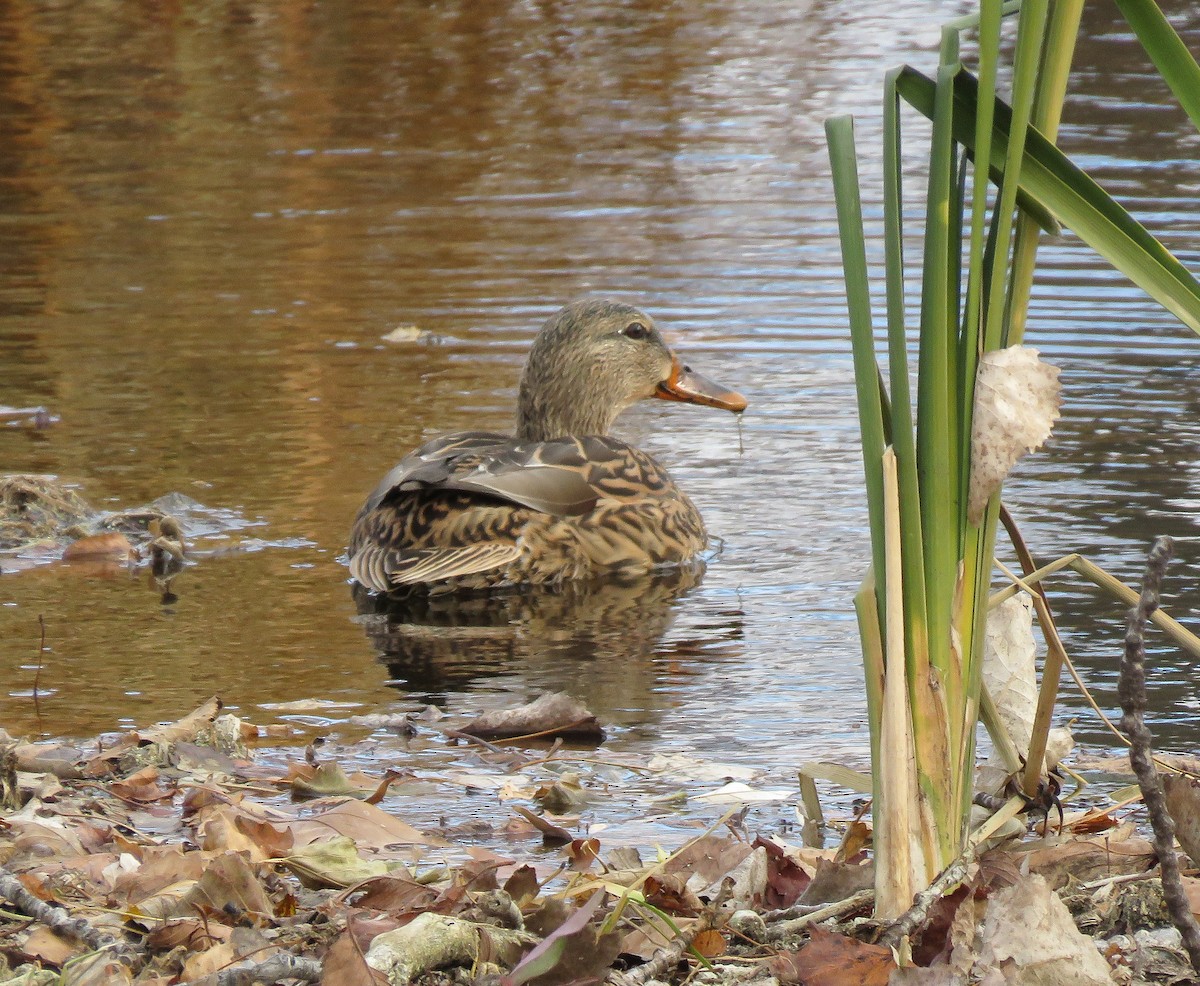 マガモ - ML645985927