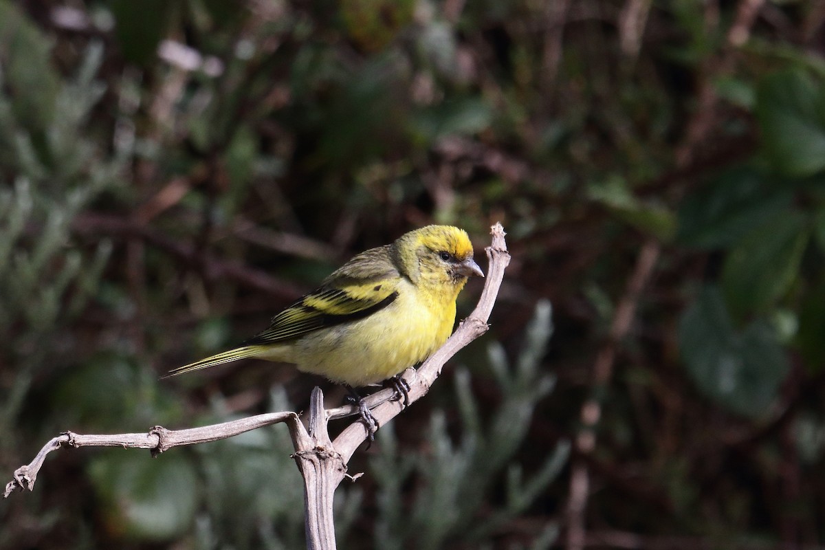 キクイタダキカナリア - ML645985928