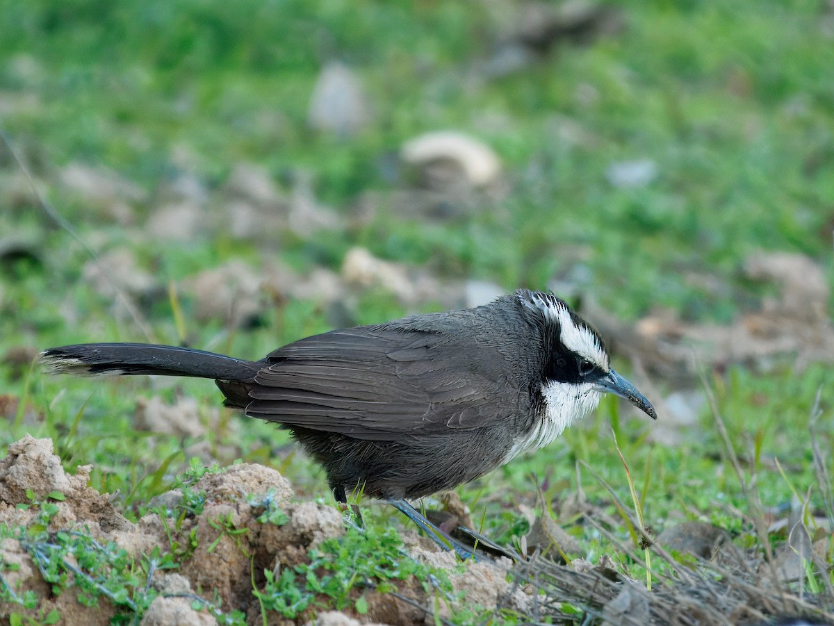 Hall's Babbler - ML645985930