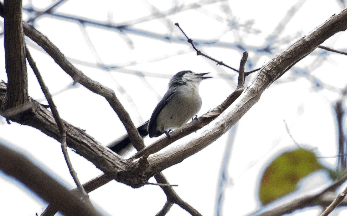 カオジロブユムシクイ（atricapilla） - ML645985931
