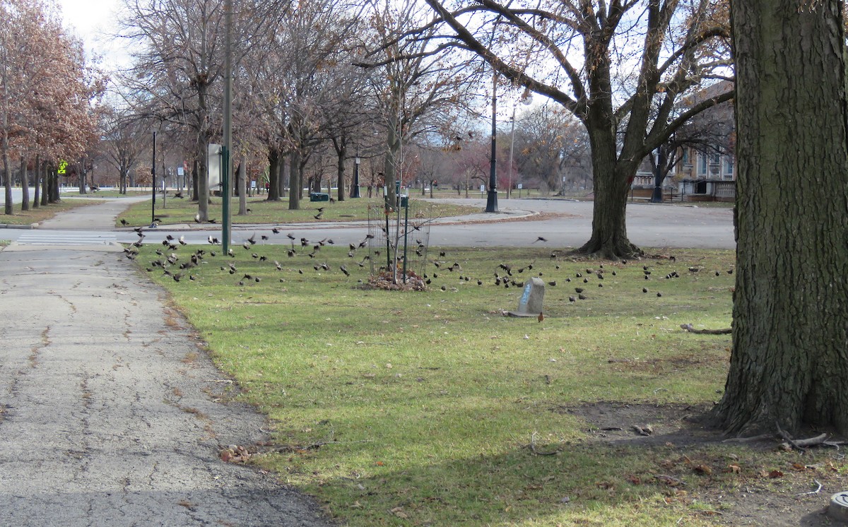 ホシムクドリ - ML645985932