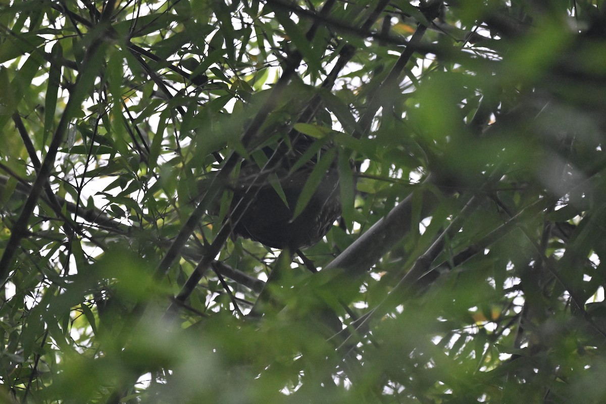 Stygian Owl - ML645985933