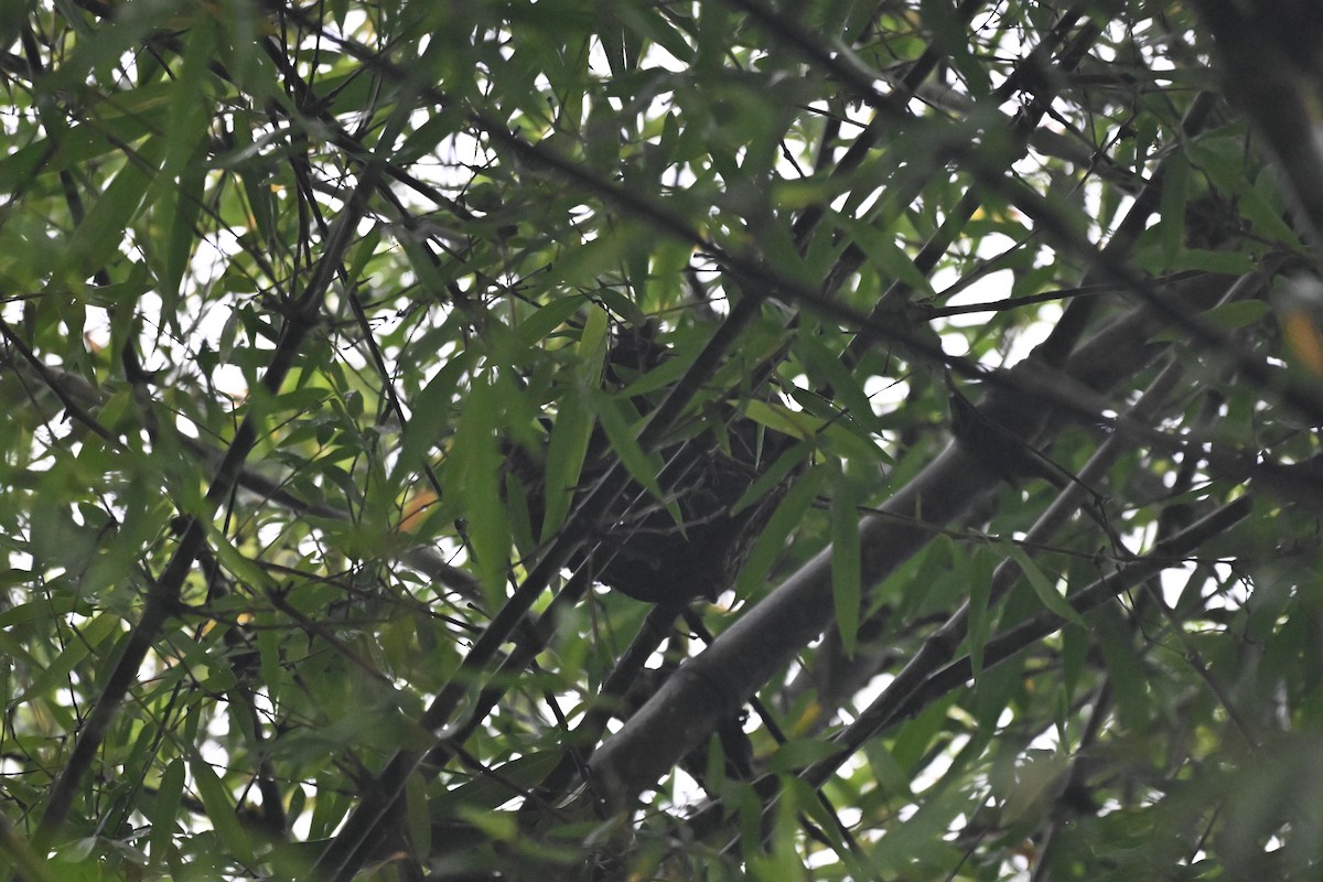 Stygian Owl - ML645985934