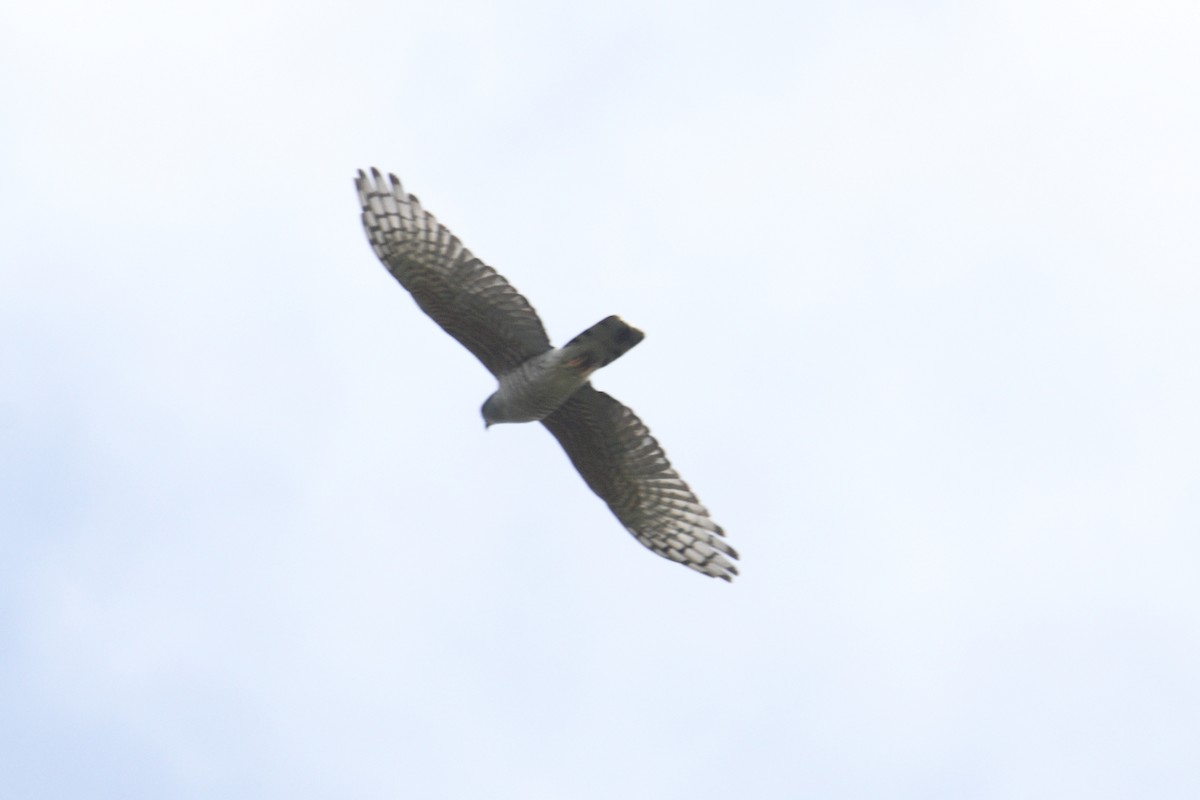 アフリカカッコウハヤブサ - ML645985937