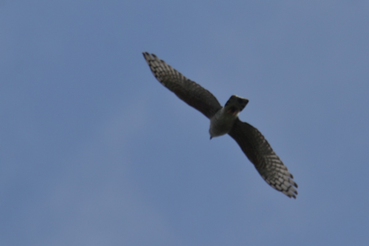 アフリカカッコウハヤブサ - ML645985938