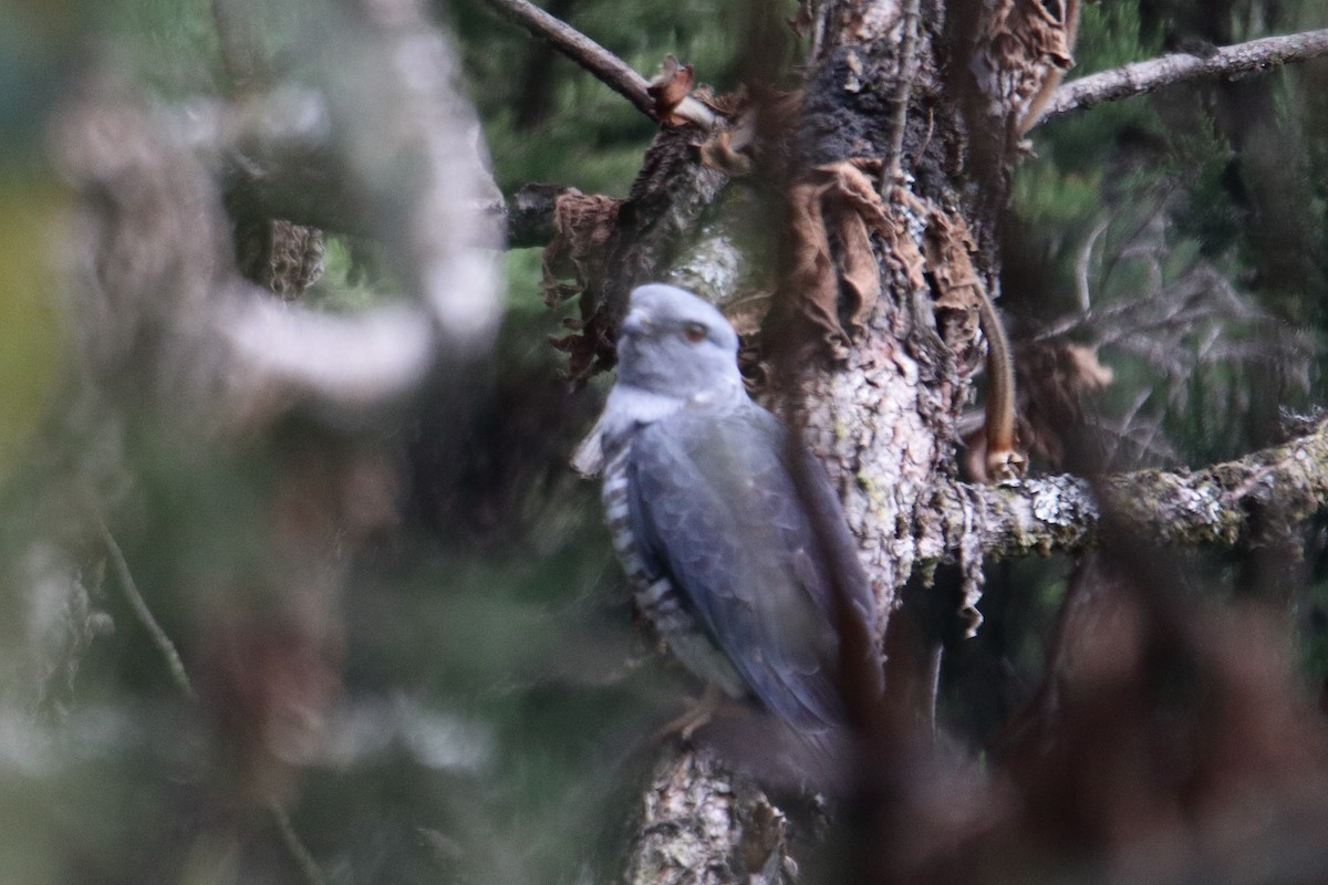 アフリカカッコウハヤブサ - ML645985940