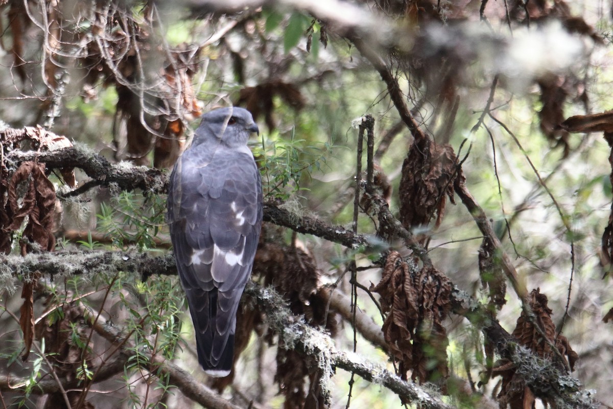 アフリカカッコウハヤブサ - ML645985941