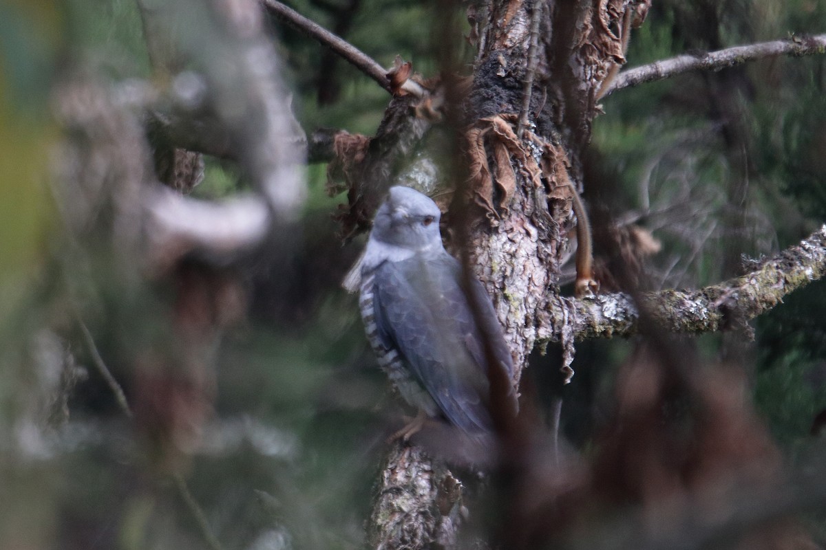 African Cuckoo-Hawk - ML645985942