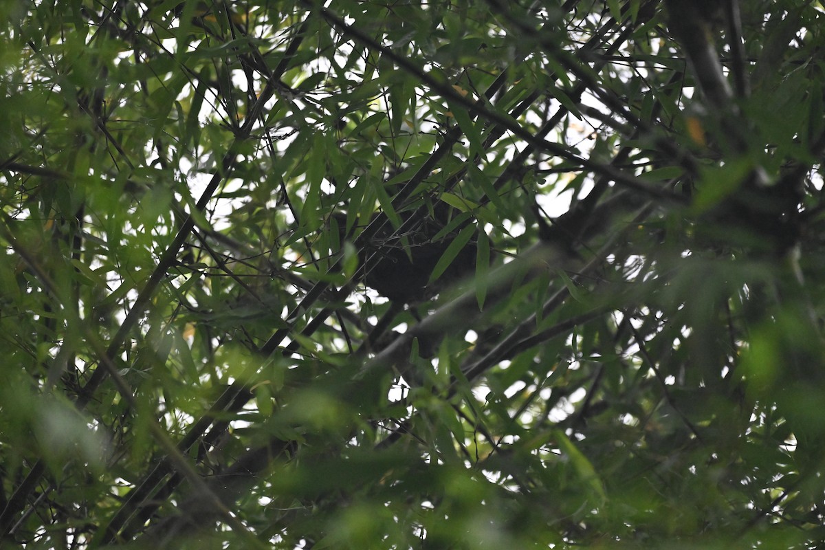 Stygian Owl - ML645985944