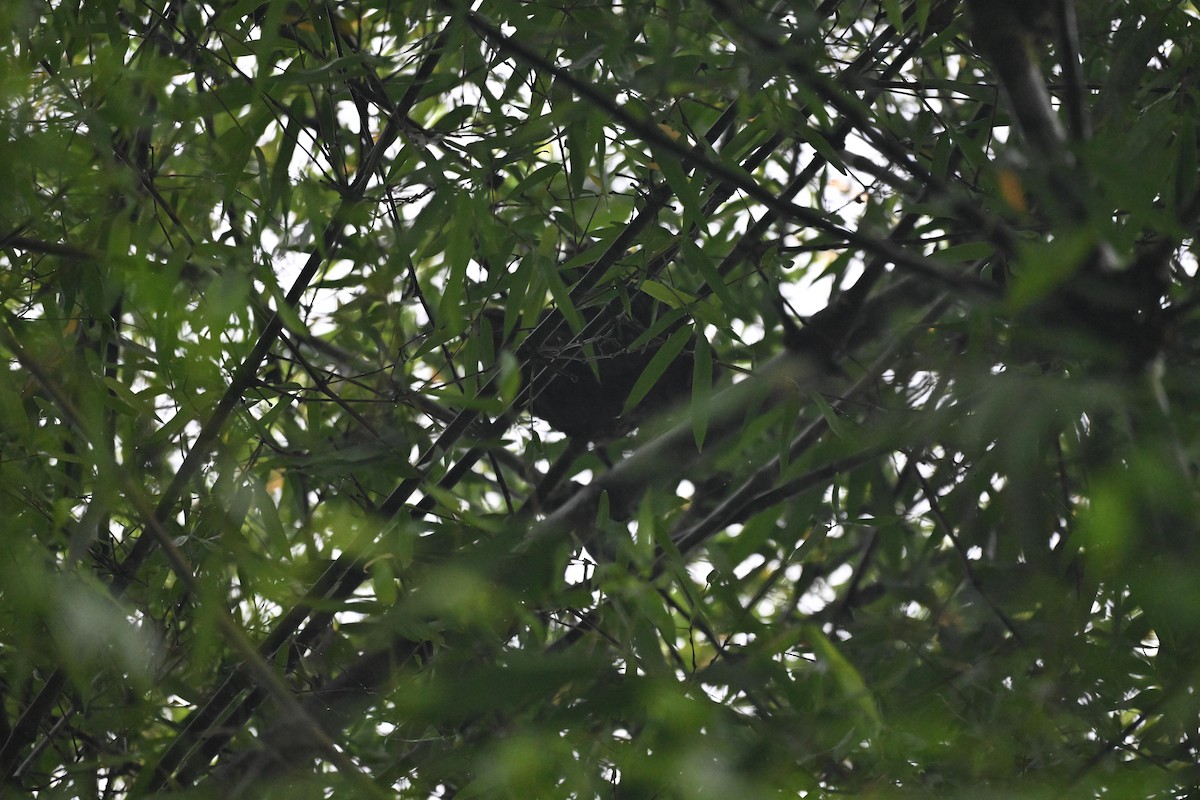 Stygian Owl - ML645985945