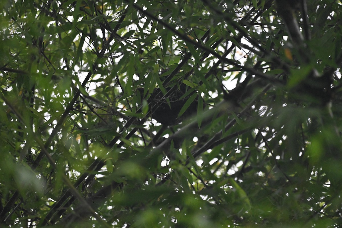 Stygian Owl - ML645985946