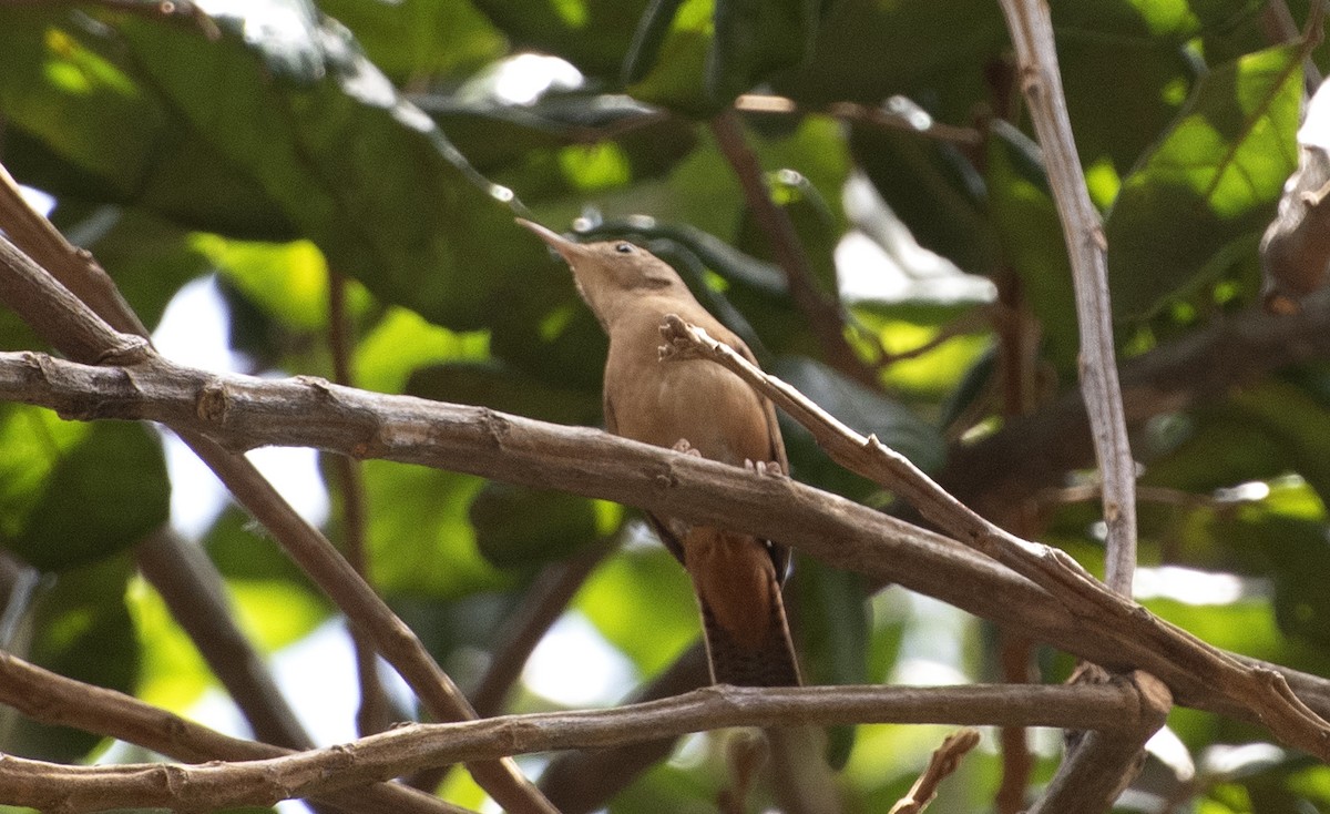 Southern House Wren (cis-Andean) - ML645985947