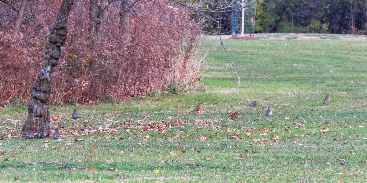 American Robin - ML645985948