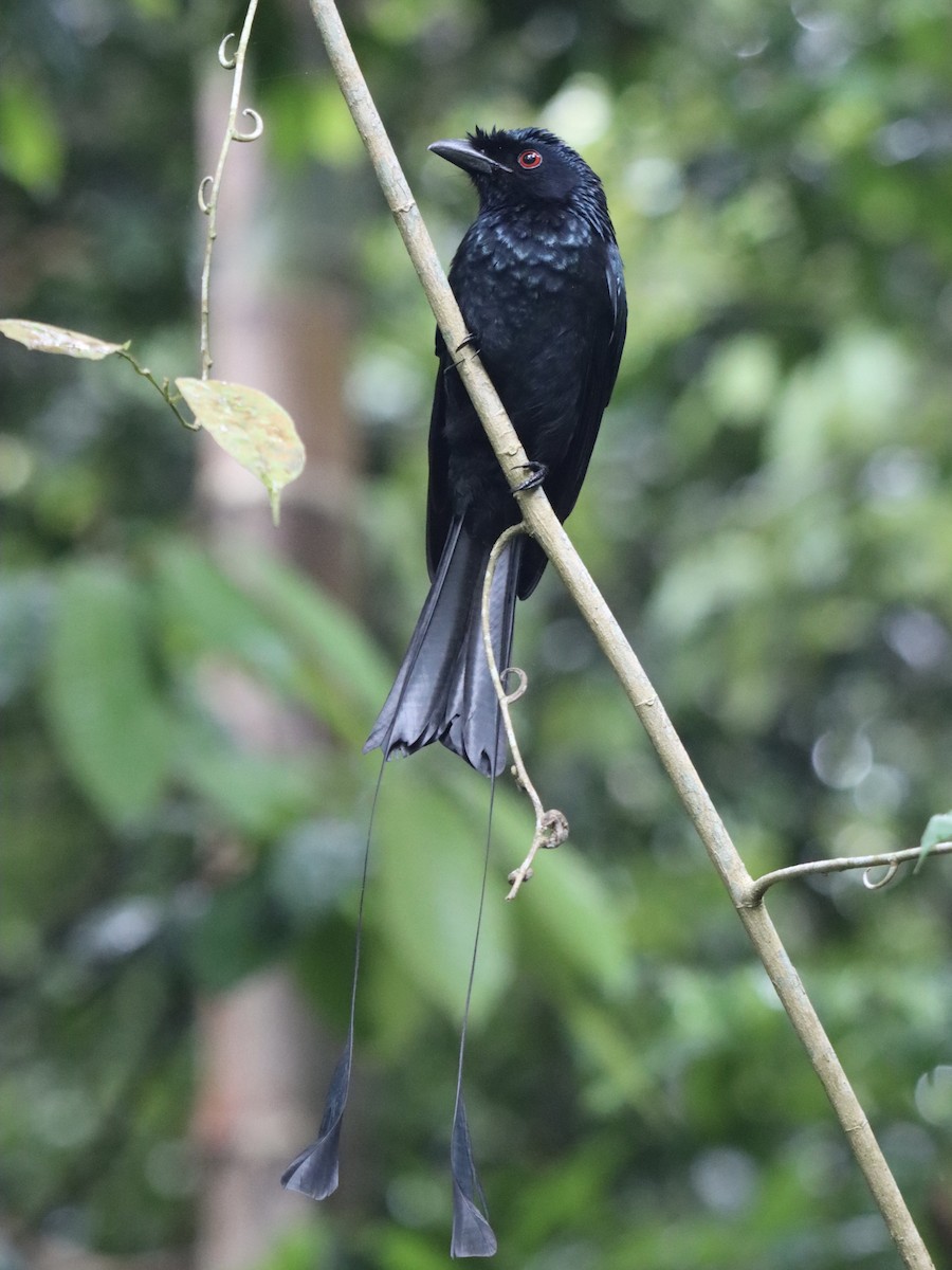 Greater Racket-tailed Drongo - ML645985950