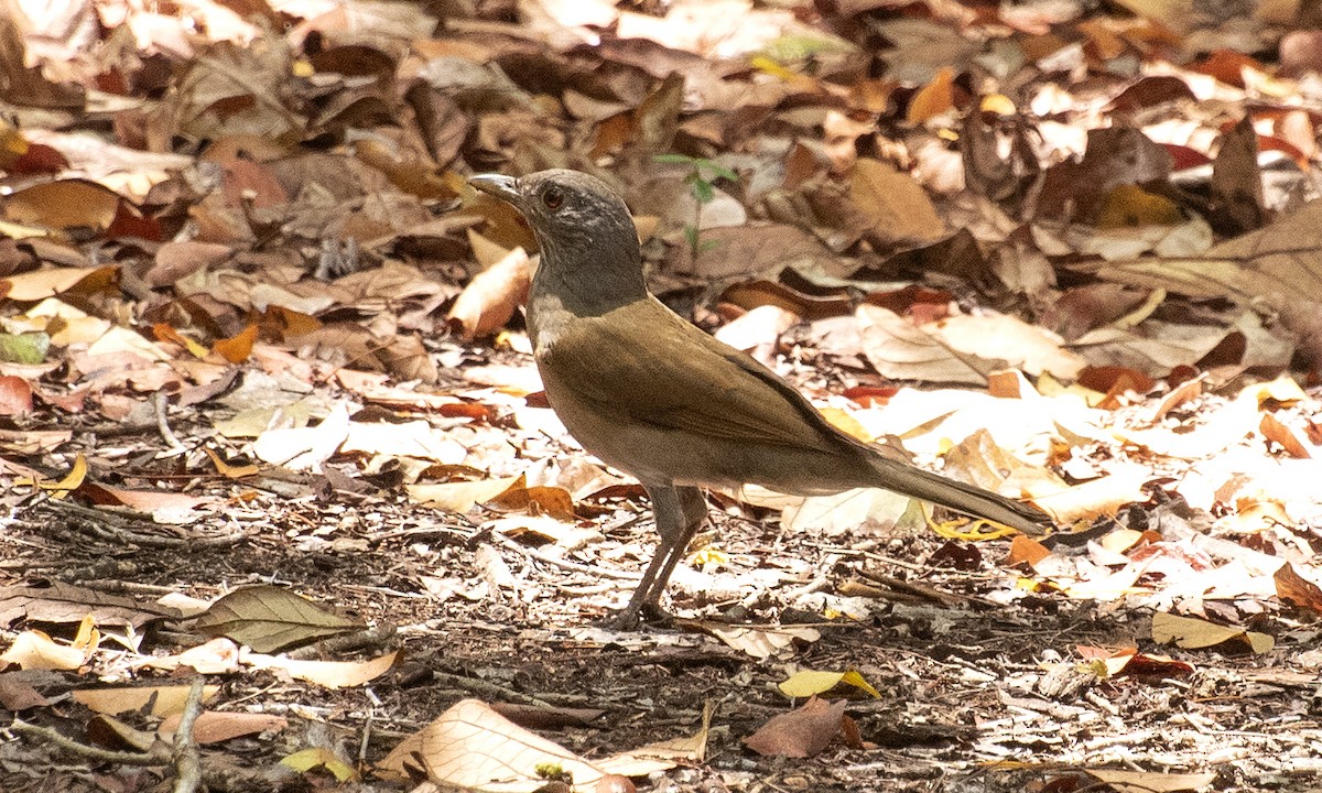Pale-breasted Thrush - ML645985951