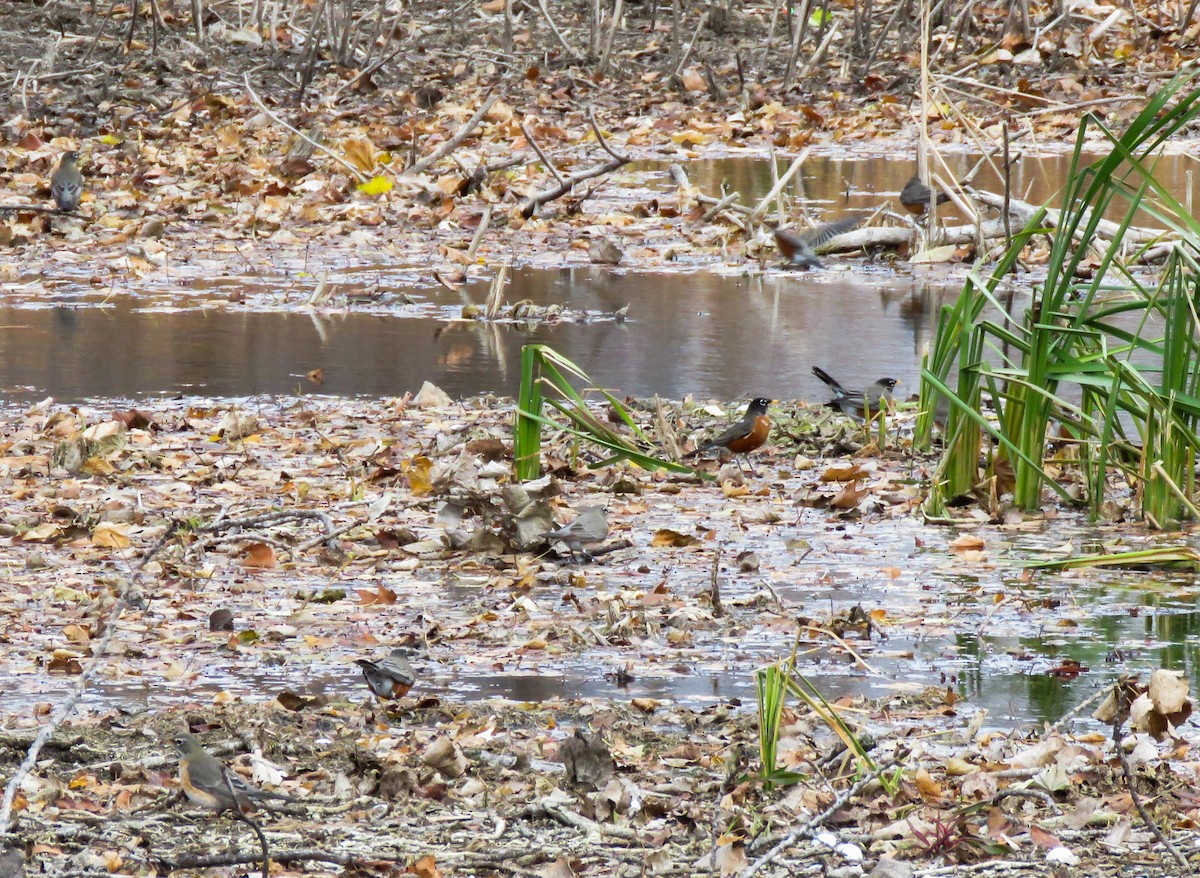 American Robin - ML645985952
