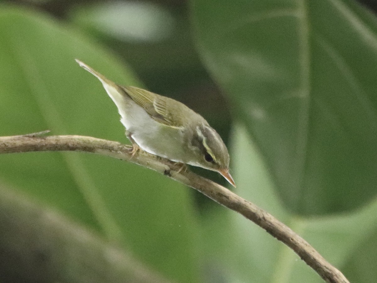 Eastern Crowned Warbler - ML645985953