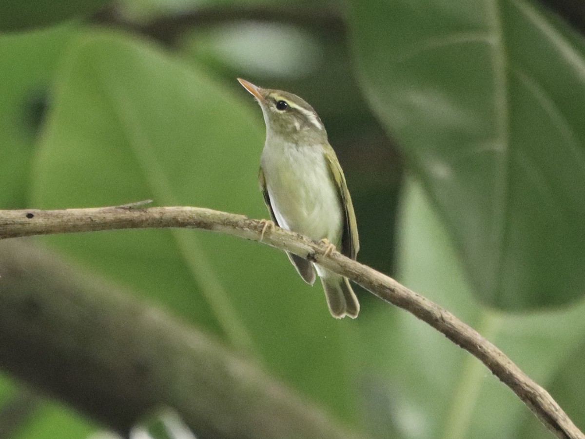 Eastern Crowned Warbler - ML645985954