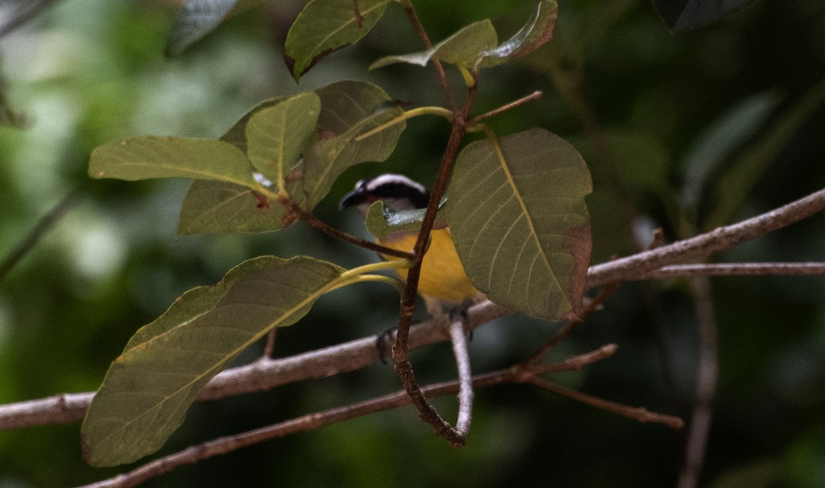 Bananaquit - ML645985955