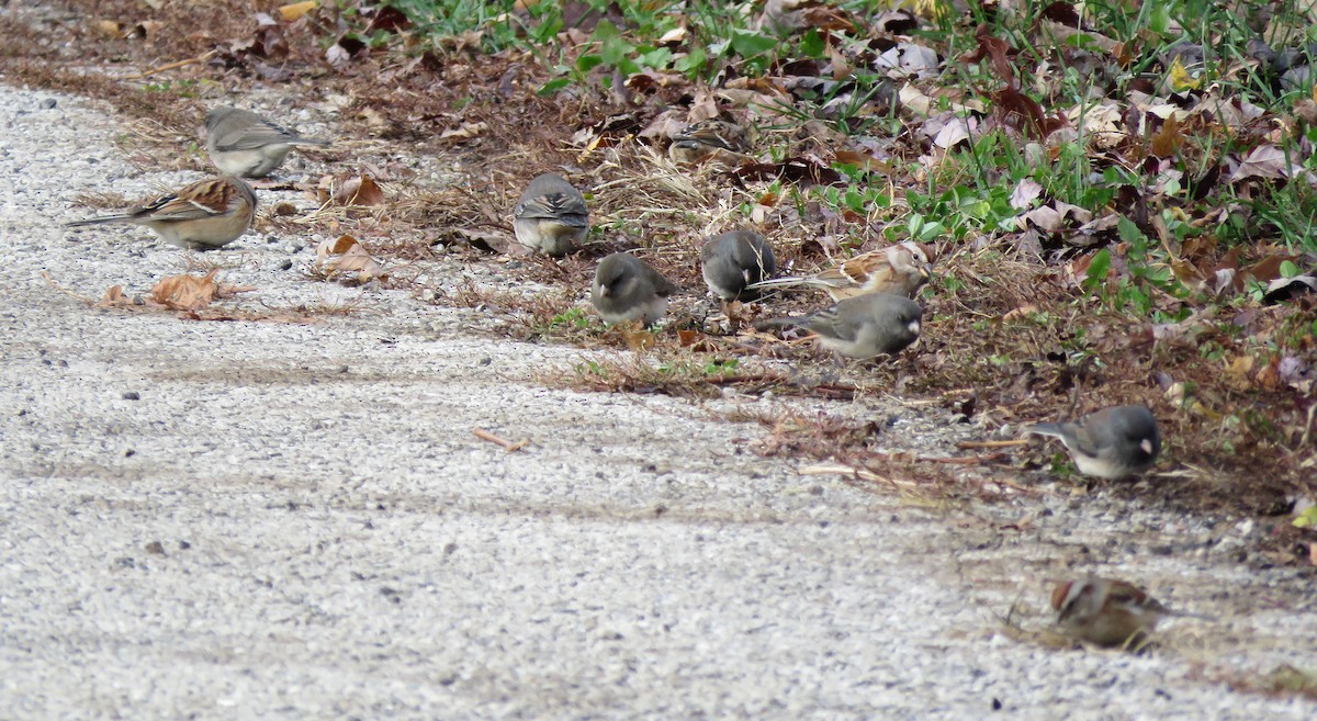 American Tree Sparrow - ML645985956