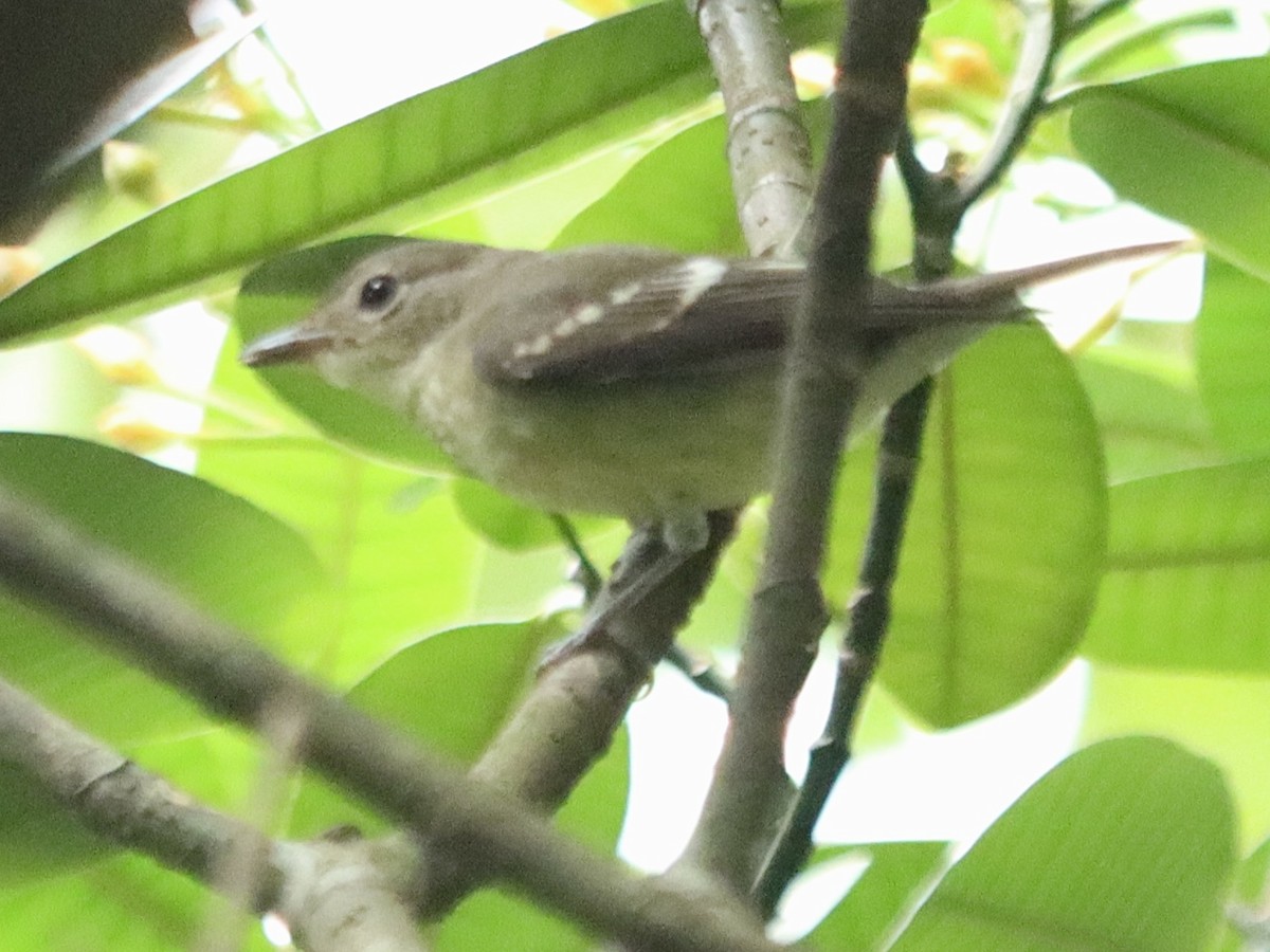 Yellow-rumped Flycatcher - ML645985957