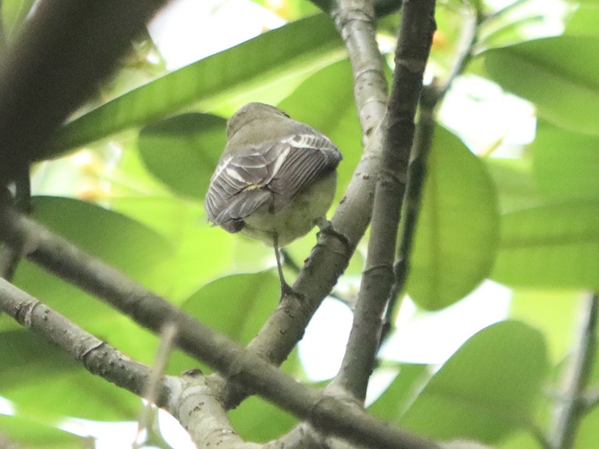 Yellow-rumped Flycatcher - ML645985958