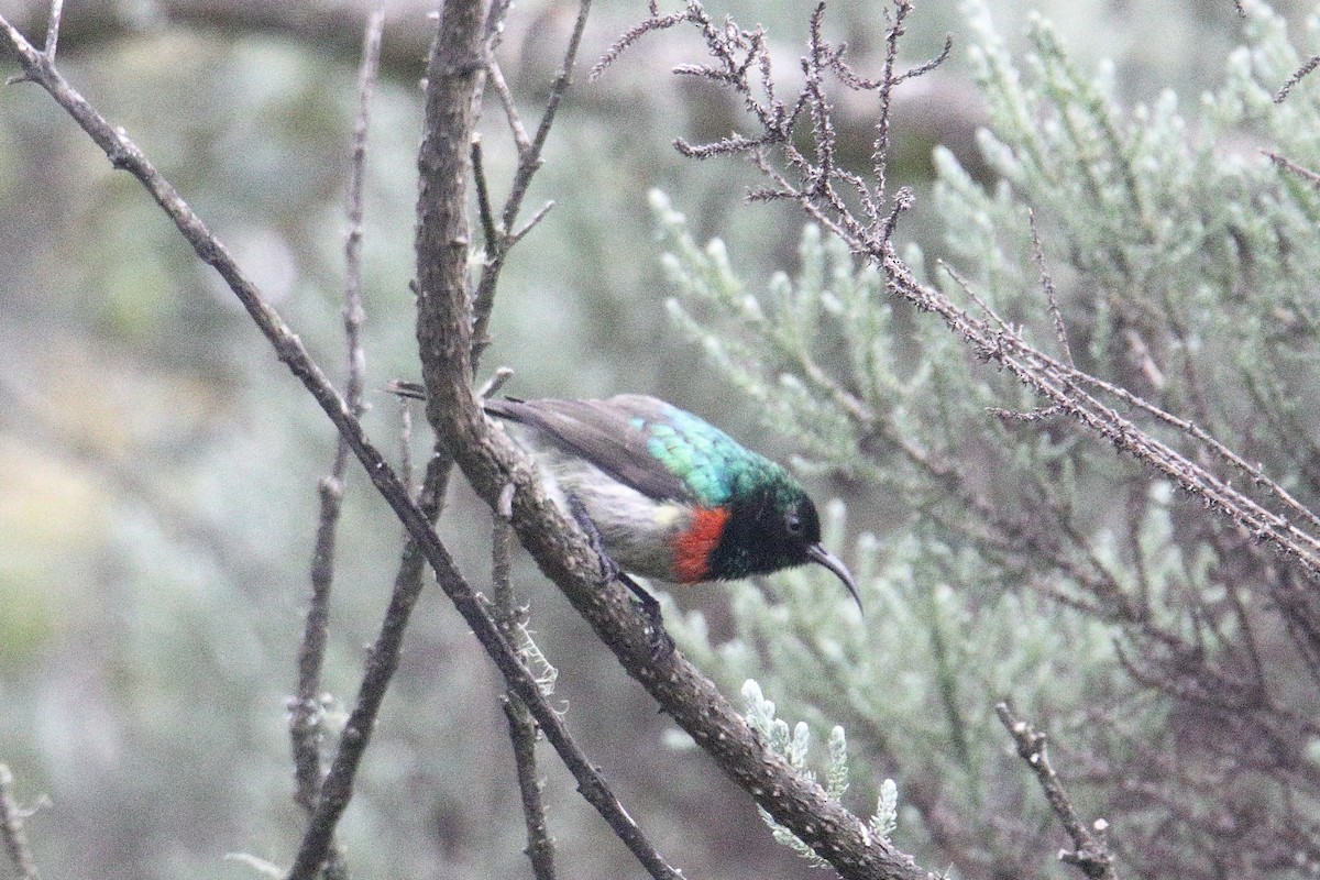 Eastern Double-collared Sunbird - ML645985959