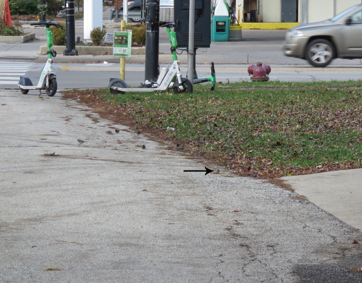 American Tree Sparrow - ML645985960