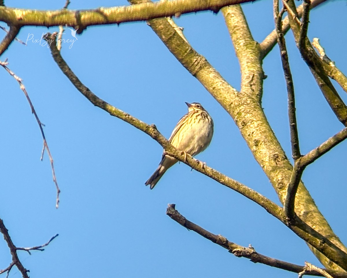Tree Pipit - ML645985961