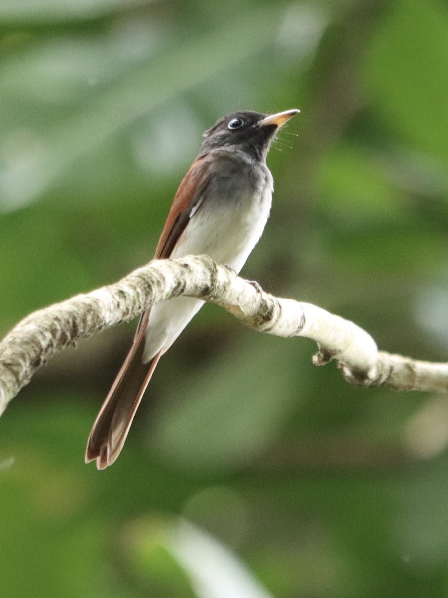 Black Paradise-Flycatcher - ML645985962