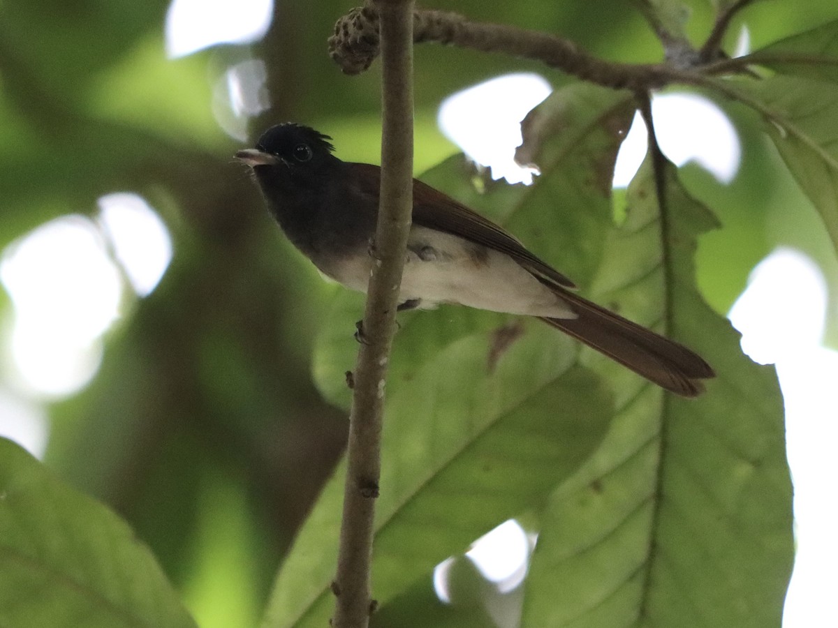 Black Paradise-Flycatcher - ML645985963