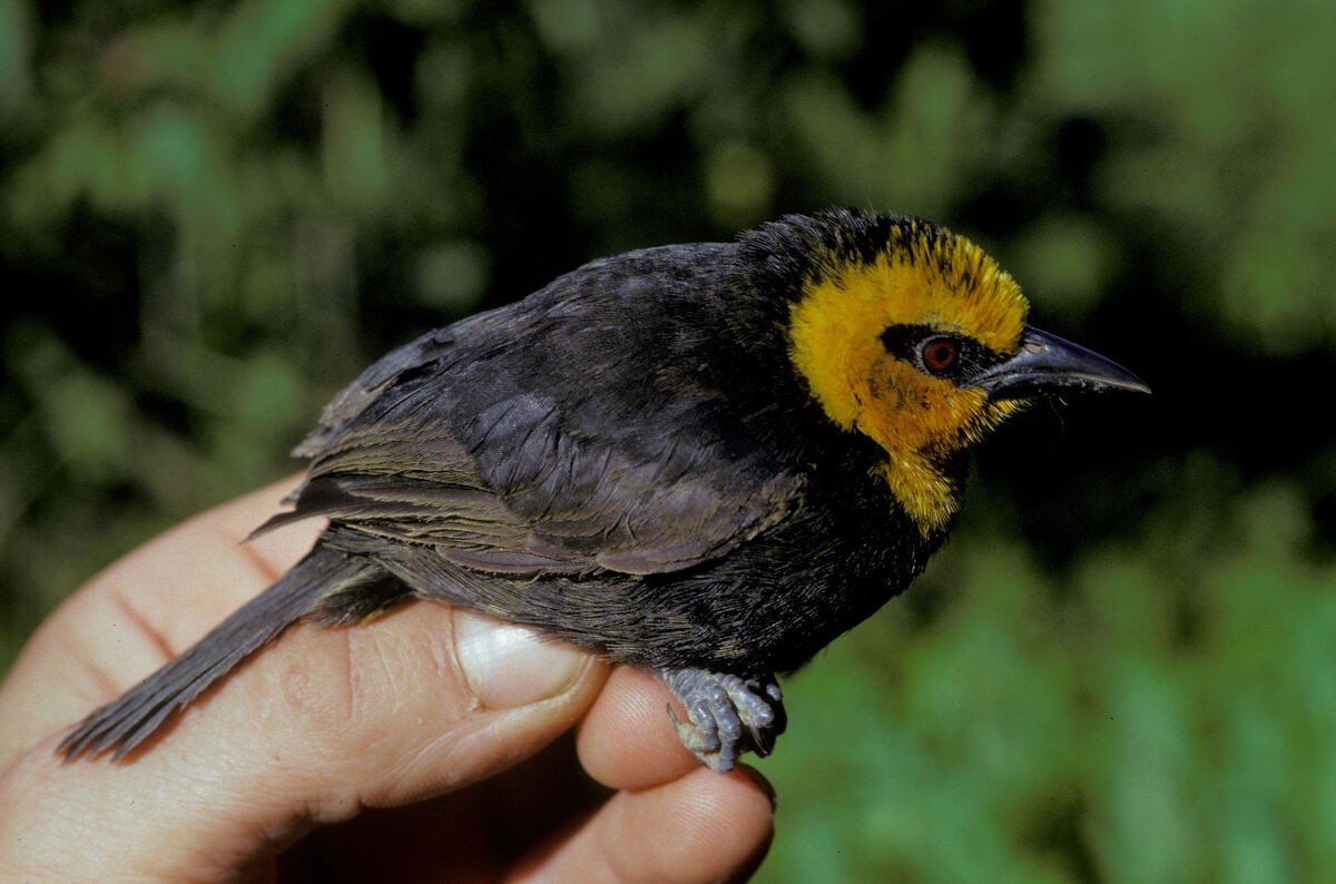Black-billed Weaver - ML645985965