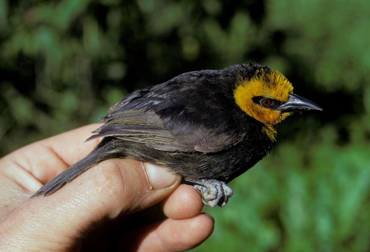 Black-billed Weaver - ML645985971