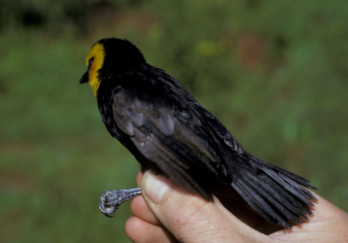 Black-billed Weaver - ML645985973